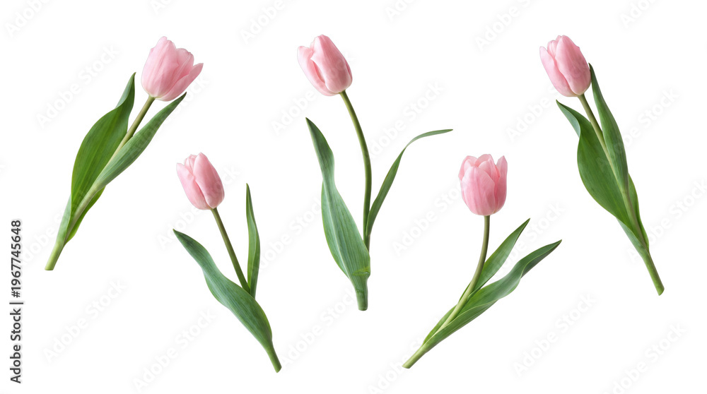 Obraz premium Multiple soft pink tulip blossoms with their verdant green stems and leaves.