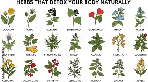 Natural detox herbs collection with hand drawn dandelion elderberry turmeric and stinging nettle for body cleansing wellness vector