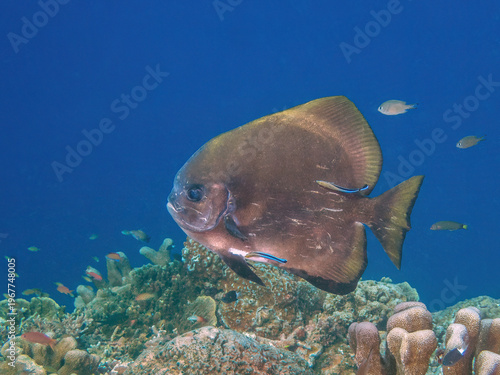 Longfin Batfish (Platax teira) being cleaned by some Bluestreak Cleaner Wrasses (Labroides dimidiatus), Reefs of Sipadan Island, Sabah, Malaysia, Borneo