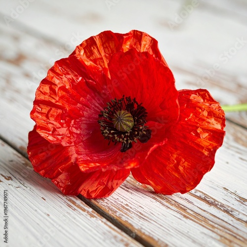 Vibrant Red Poppy Blossom on Rustic White Wooden Background.