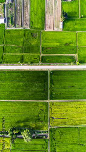 Nature’s Patchwork in Vibrant Green