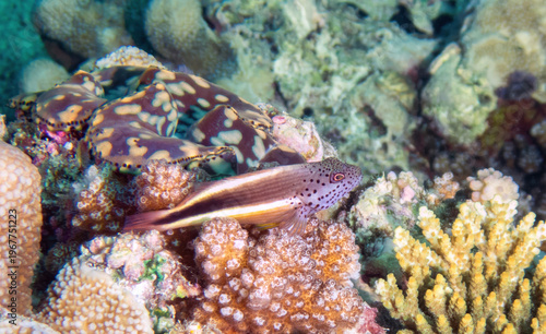 Freckled Hawkfish (Paracirrhites forsteri) sitting next to a Boring Giant Clam (Tridacna crocea), reefs of Sipadan Island, Sabah, Malaysia, Borneo