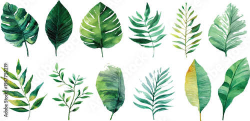 Green Palm Leaves  Set of different green tropical palm and monstera leaves isolated on white background.  green leaves intricate patterns and textures. arranged artistically on a white background. 