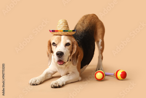 Cute Beagle dog in sombrero...