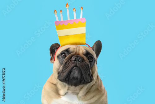 Cute French bulldog with he...