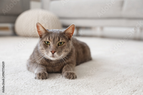 Cute cat lying on floor in ...