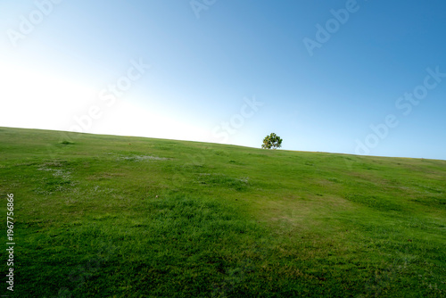 Alma 5-star resort in Cam Ranh district, Khanh Hoa province, Vietnam - March 19, 2026: Blue sky, green grass, and palm trees at Alma 5-star resort in Cam Ranh district, Khanh Hoa province, Vietnam