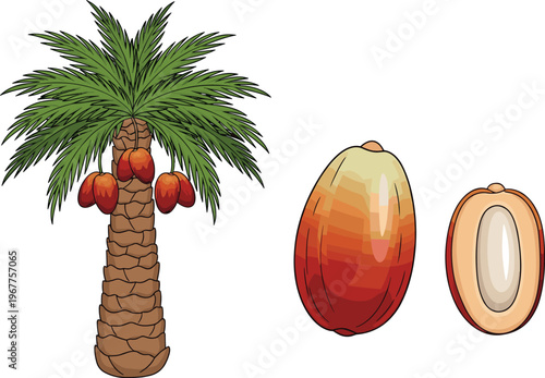 African Oil Palm Tree Vector Illustration Featuring Whole Red Fruit and Sliced Cross Section Isolated on White Background for Industry