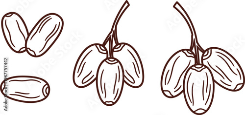 Peanut Illustration Set with Whole Nuts and Clusters for Food, Snack, and Healthy Lifestyle Designs