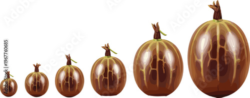 Sapodilla Fruit Vector Set with Whole Brown Chikoo Fruits in Different Sizes, Detailed Glossy Texture, Tropical Organic Food Illustration Isolated on White Background