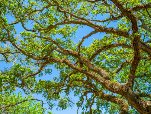 Large live oak tree branches covered with green leaves and resurrection fern reach across the clear blue sky on a sunny day.