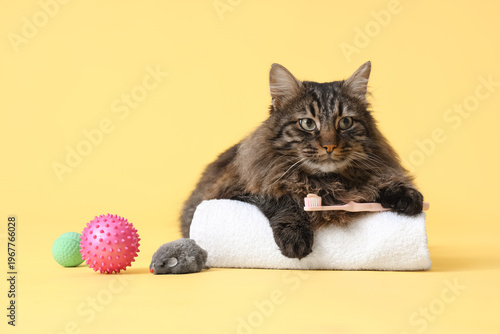 Cute fluffy cat with towel,...