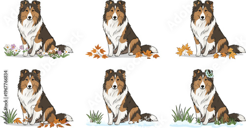 Set of 6 Illustrations of a Shetland Sheepdog in Different Seasons: Spring Flowers, Fall Leaves, Snow, and Grass, Vector Art