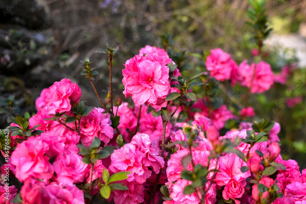 Obraz premium Delicate Pink Rhododendron Simsil Blossom in Nature