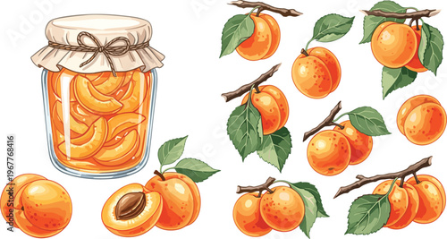 Apricot Vector Illustration Set Featuring Whole, Sliced Apricots, and Apricot Jam in a Jar for Healthy Food, Nature, and Graphic Design Projects