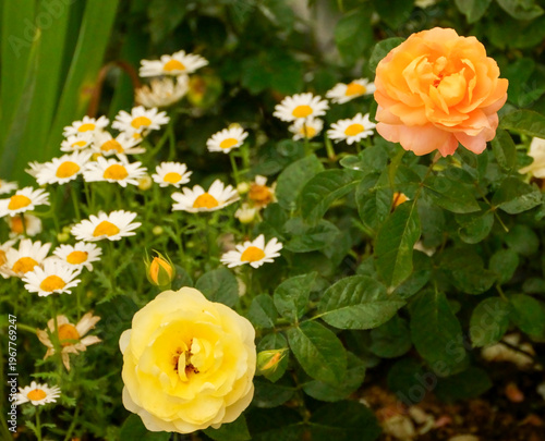 yellow roses in garden