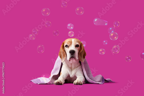 Funny Beagle dog with towel...