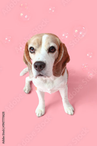 Funny Beagle dog and soap b...