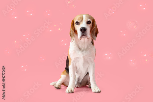 Funny Beagle dog and soap b...