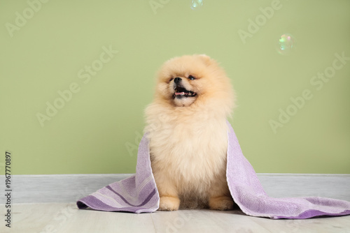 Cute dog with soap bubbles ...