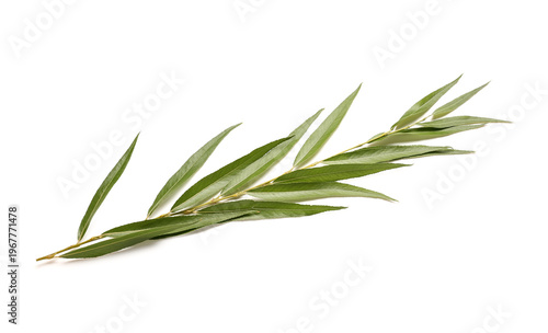 Willow (arava) twig as Sukkot festival symbol on white background