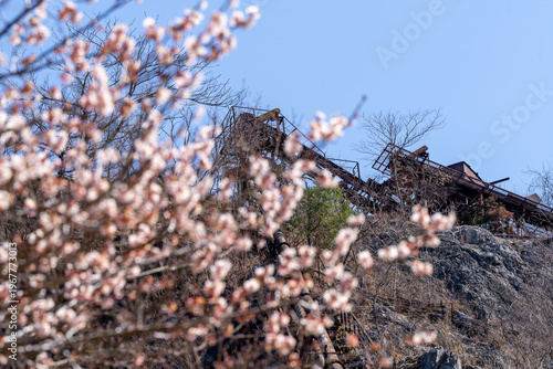 磐戸鉱山跡地の桜