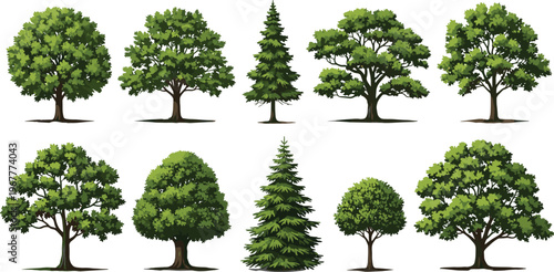 Cartoon tree illustration set featuring diverse deciduous and coniferous species with different shapes, foliage density, and canopy styles for nature, landscape, and botanical design concepts