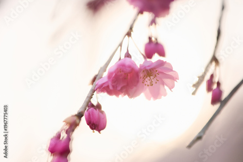 枝垂れ桜