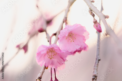 枝垂れ桜