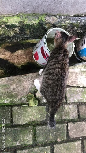 A tabby cat is curiously peering into a white bucket, drinking water from a bucket.