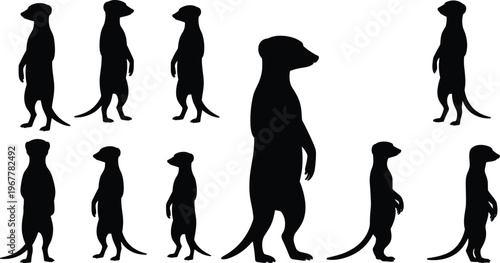 Black silhouettes of meerkats standing in various alert poses, suricates watching, wildlife animal set isolated on plain white background.