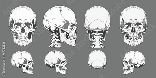 Anatomical study of human skulls in varying perspectives and detail