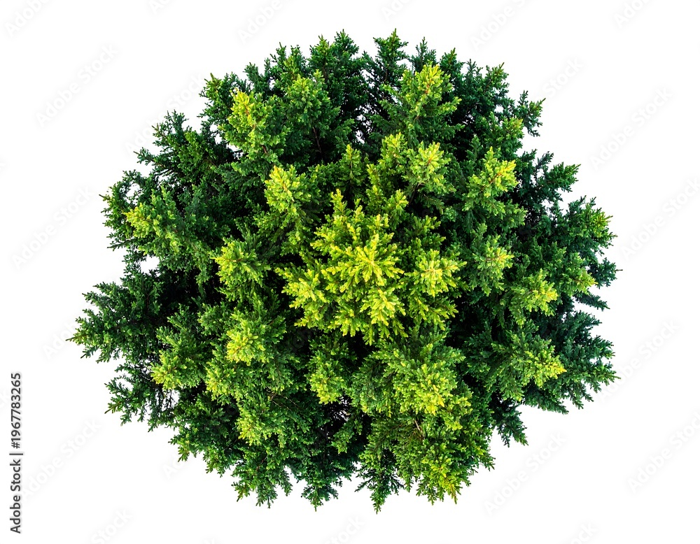 Fototapeta premium Overhead shot of a vibrant green conifer tree, isolated on a white background