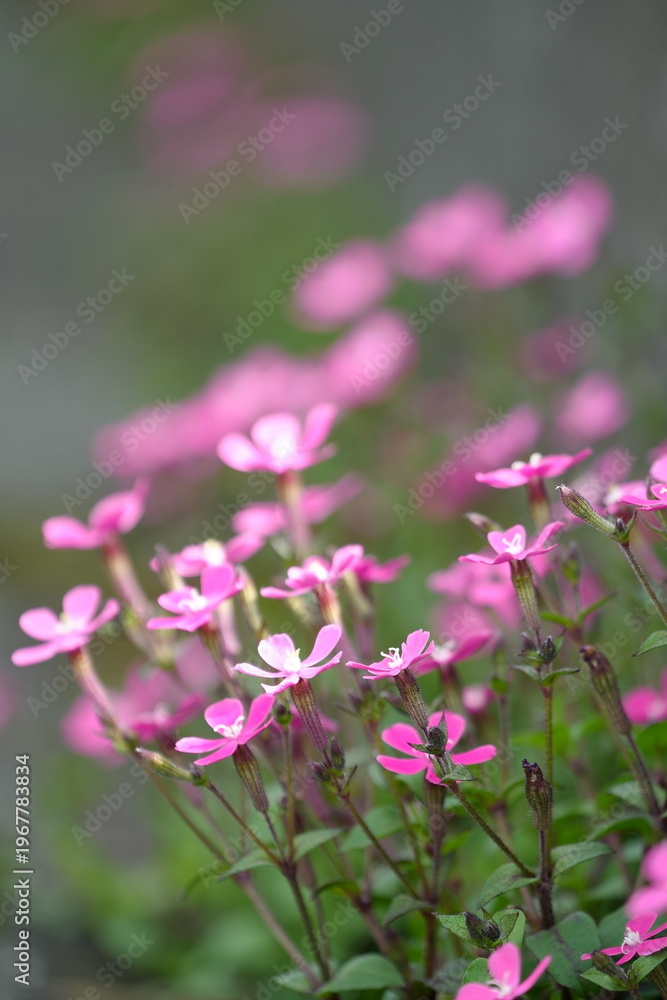 Fototapeta premium pink flowers in the garden