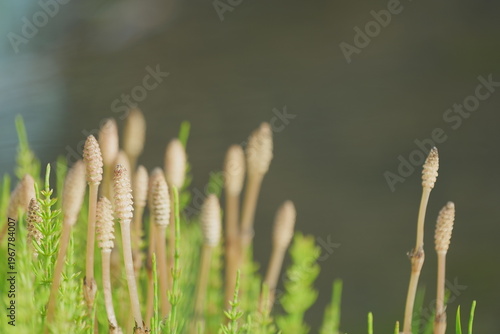 horsetail