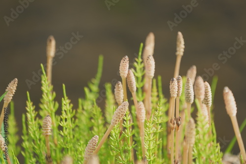 horsetail