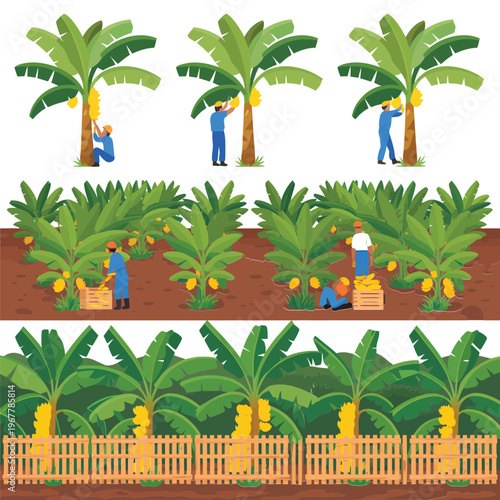 Banana harvest scene featuring workers collecting fruit from trees