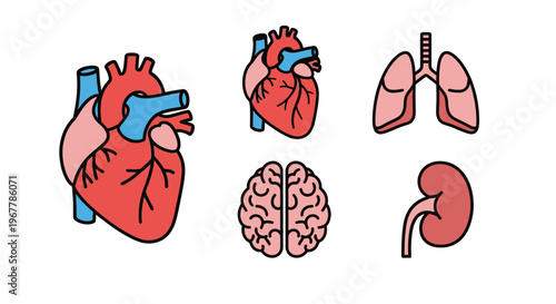 Human Organs Set: Heart, Lungs, Brain, Kidney Icons - Medical Illustration