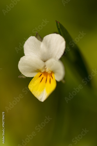Viola arvensis is a species of violet known by the common name field pansy. It is native to Europe, western Asia, and North Africa