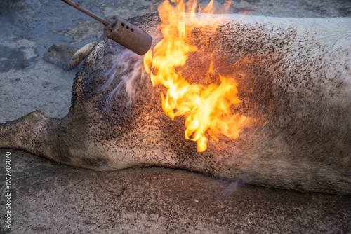 Roasting a pig in Romania, Bistrita, during the winter holidays, is an old tradition. 