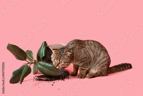 Bild auf Leinwand Cute cat and dropped pot with houseplant on pink background