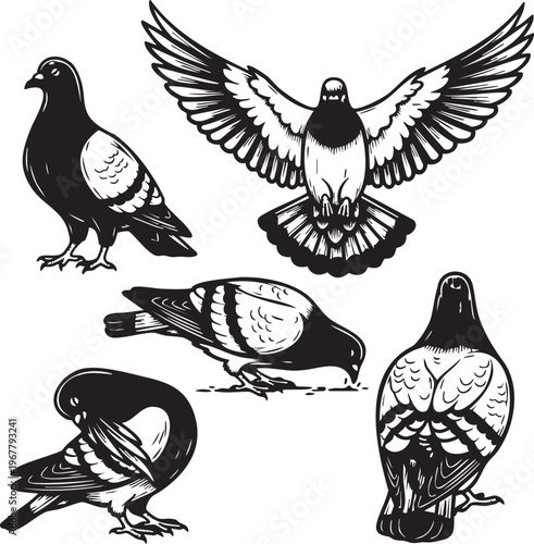 Five pigeons in different poses