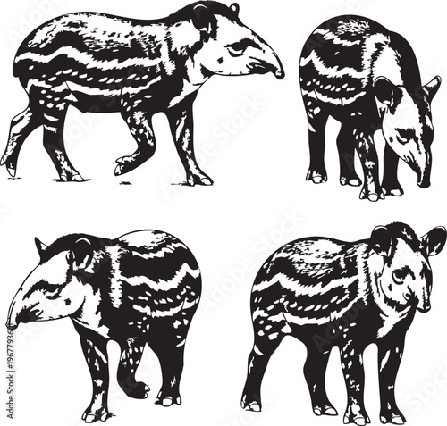 Four tapirs in different poses