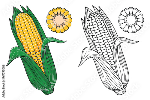 Corn maize vector illustration set, colored and outline ear of corn with husk and grain details for agriculture, farm food design, organic produce, and harvest graphics