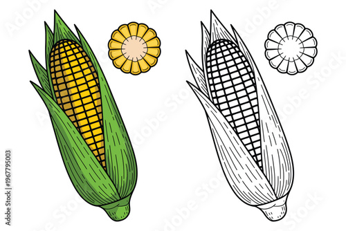 Corn maize vector illustration set, colored and outline ear of corn with husk and grain details for agriculture, farm food design, organic produce, and harvest graphics