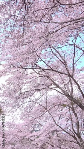 【縦動画】桜吹雪、青空に花びらが舞う満開の桜並木風景 4K 