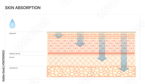 Skin Layer Diagram Showing Absorption Depth for Skincare and Beauty Device Technology