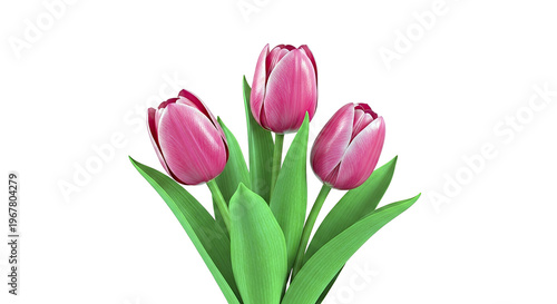 Three Pink Tulips with Green Leaves on White Background