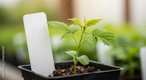 Plant label with variety name attached to seedling stem isolated on white background, concept of plant identification  