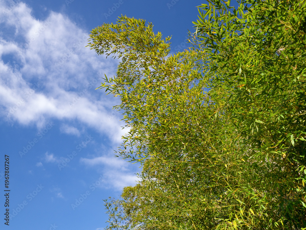 Fototapeta premium 青空と竹林植物